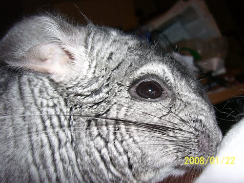 Fotos de stock gratuitas de agazapado, bigotes negros, chinchilla