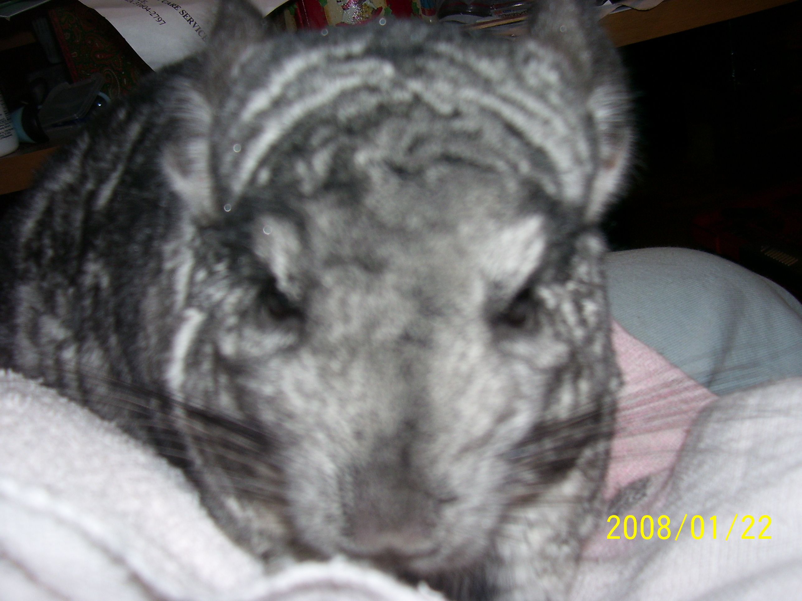 chinchilla furry