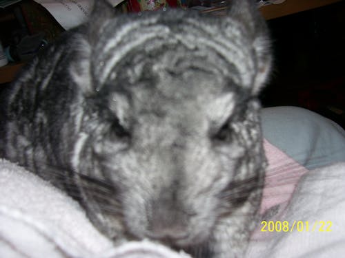 Fotos de stock gratuitas de chinchilla, gris, mascota