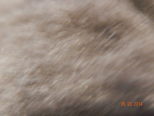 巴哥犬, 泥料, 浅灰 的 免费素材图片