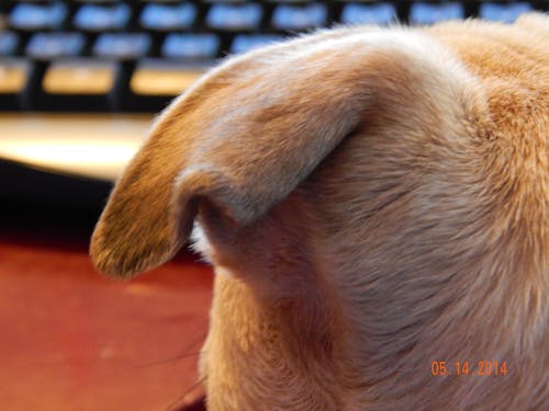 Free stock photo of dog, dog ear, fur coat