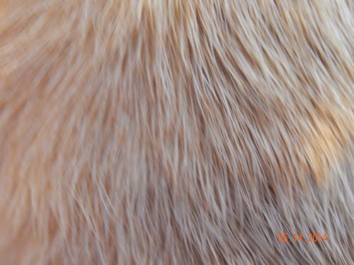 Ilmainen kuvapankkikuva tunnisteilla koira, lyhyet hiukset, mopsi