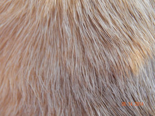 Free stock photo of dog, fur coat, fur texture