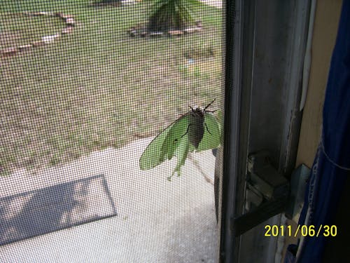 Fotos de stock gratuitas de alas, animal, antigua puerta mosquitera