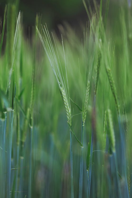 Close Up Photo of Fresh Raw Grass Plants