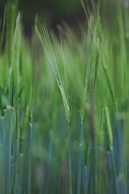 Free Detailed view of young green wheat stems in a lush field. Stock Photo