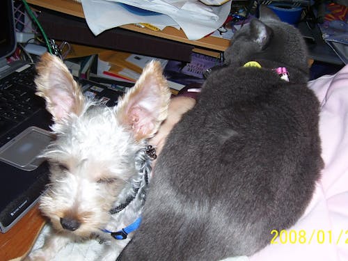 Ilmainen kuvapankkikuva tunnisteilla hopeinen koira, kissa, koira