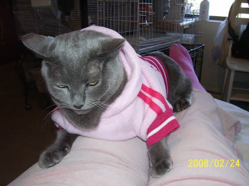 Ilmainen kuvapankkikuva tunnisteilla eläin, harmaa kissa vaaleanpunaisessa villapaidassa, huppari