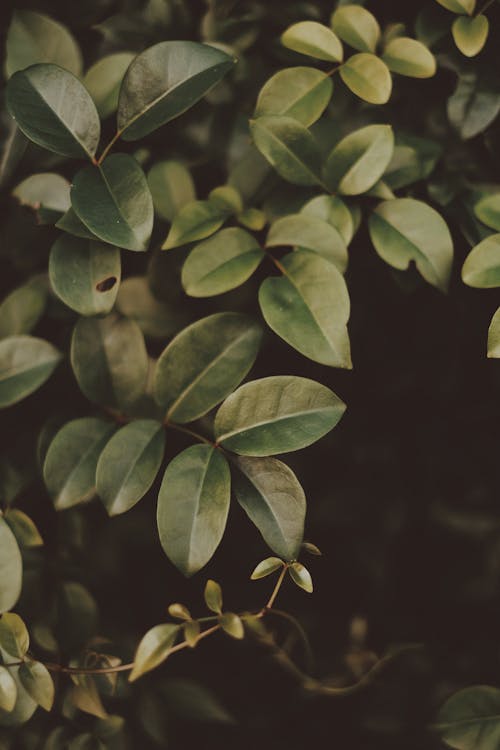  A Close Photo of a Bunch of Green Leaves 