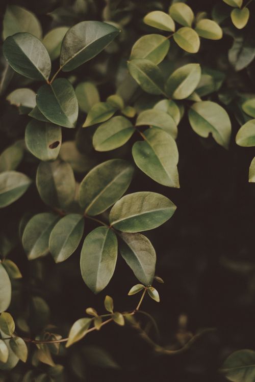 Free A close-up view of lush green leaves, showcasing natural growth and vibrant greenery. Stock Photo