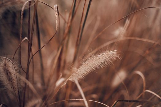 Close up of a Foxtail