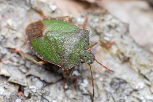 From above of green bug crawling on wooden surface in nature soft daylight