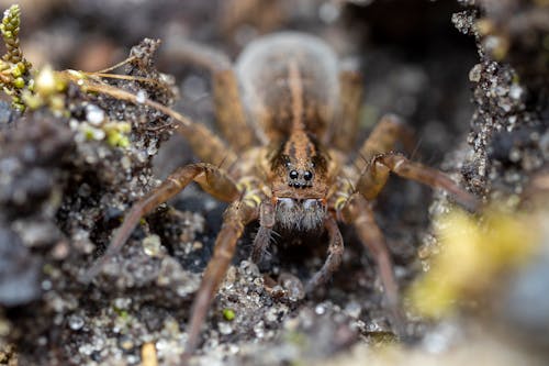 Exotic spider on ground in nature