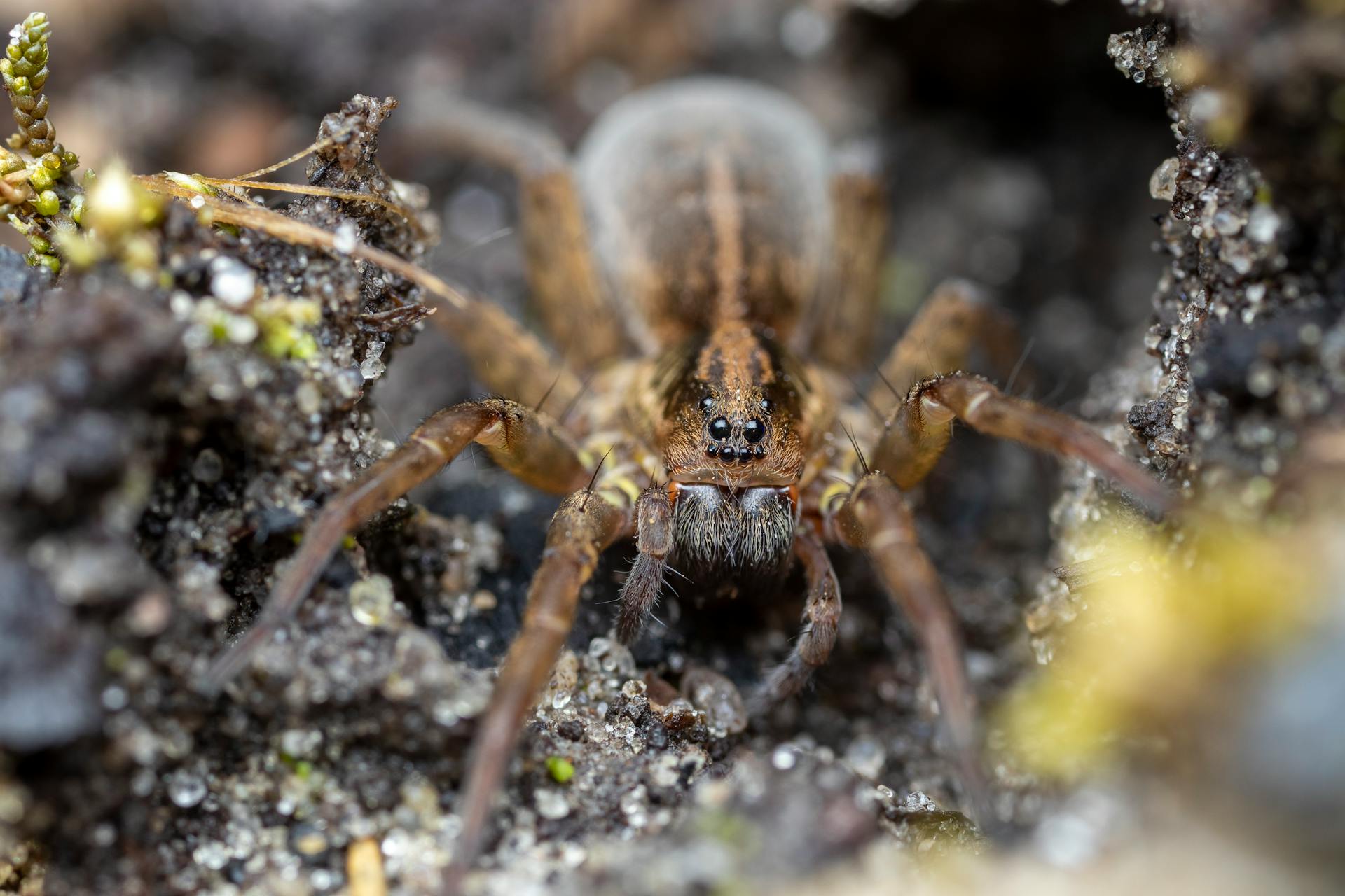 Macro shot of a wolf spider crawling on the ground, showcasing its natural habitat.