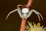 Small flower spider with two front pairs of legs crawling on thin twig