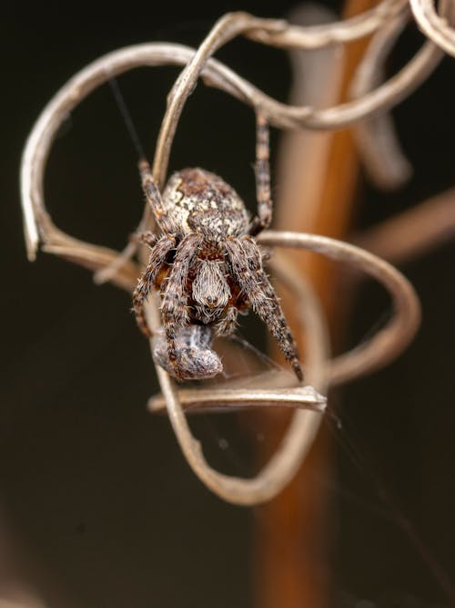 Tiny spider on doing web on plant