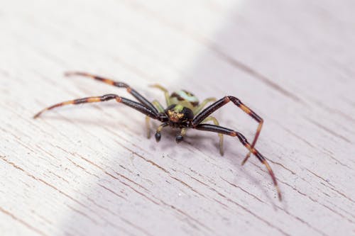 Creepy Misumena Vatia species of crab spider crawling on white wooden table at daylight