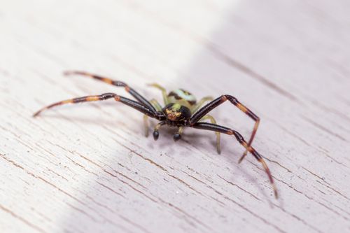 Free Creepy Misumena Vatia species of crab spider crawling on white wooden table at daylight Stock Photo