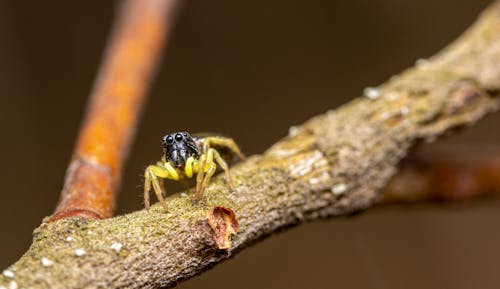 Little exotic jumping spider on tree