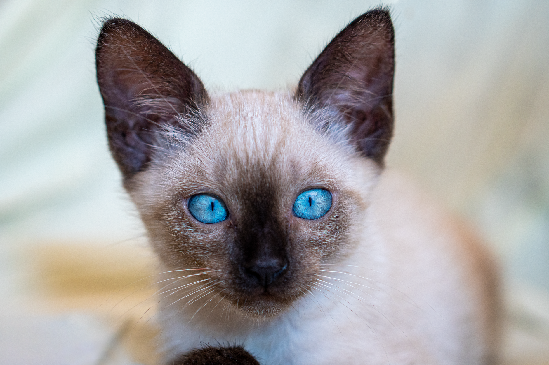 Deciphering the Siamese Dialect: What Your Cat Is Trying to Tell You