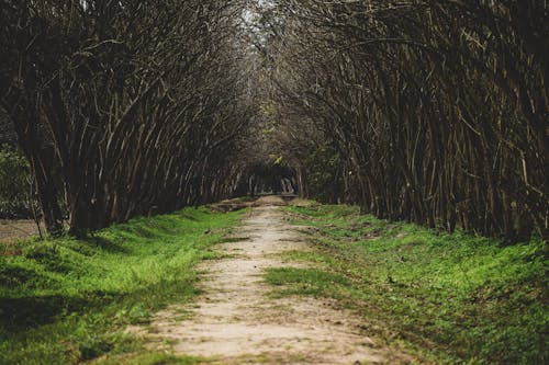 Бесплатное стоковое фото с Арка, голые деревья, грязная земля