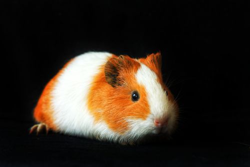 Free Adorable tricolor guinea pig on black backdrop, cute and curious pet. Stock Photo