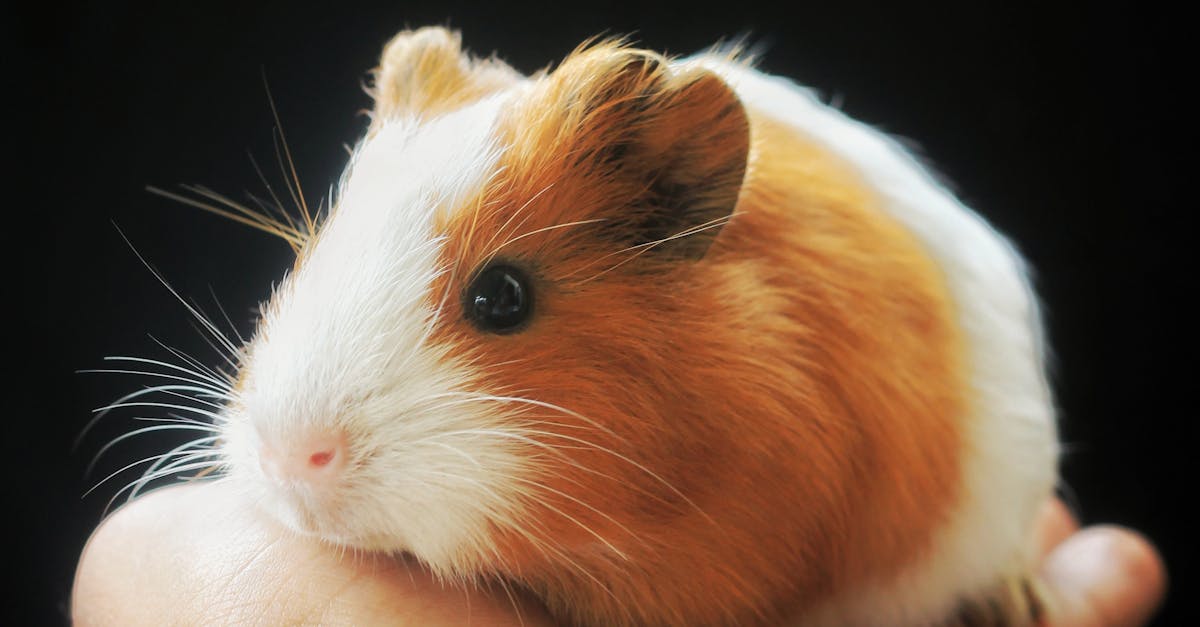 Foto de cerca de conejillo de indias.