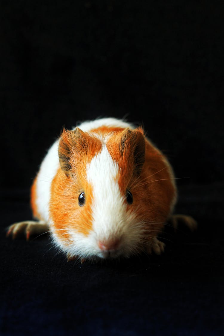 Adorable Hamster On Black Background