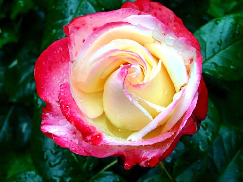 Безкоштовне стокове фото на тему «впритул, квітка, квітка троянди» стокове фото