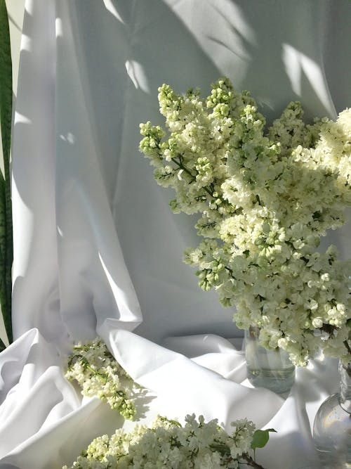 Bezpłatne Darmowe zdjęcie z galerii z biała tkanina, białe kwiaty, bukiet kwiatów Zdjęcie z galerii