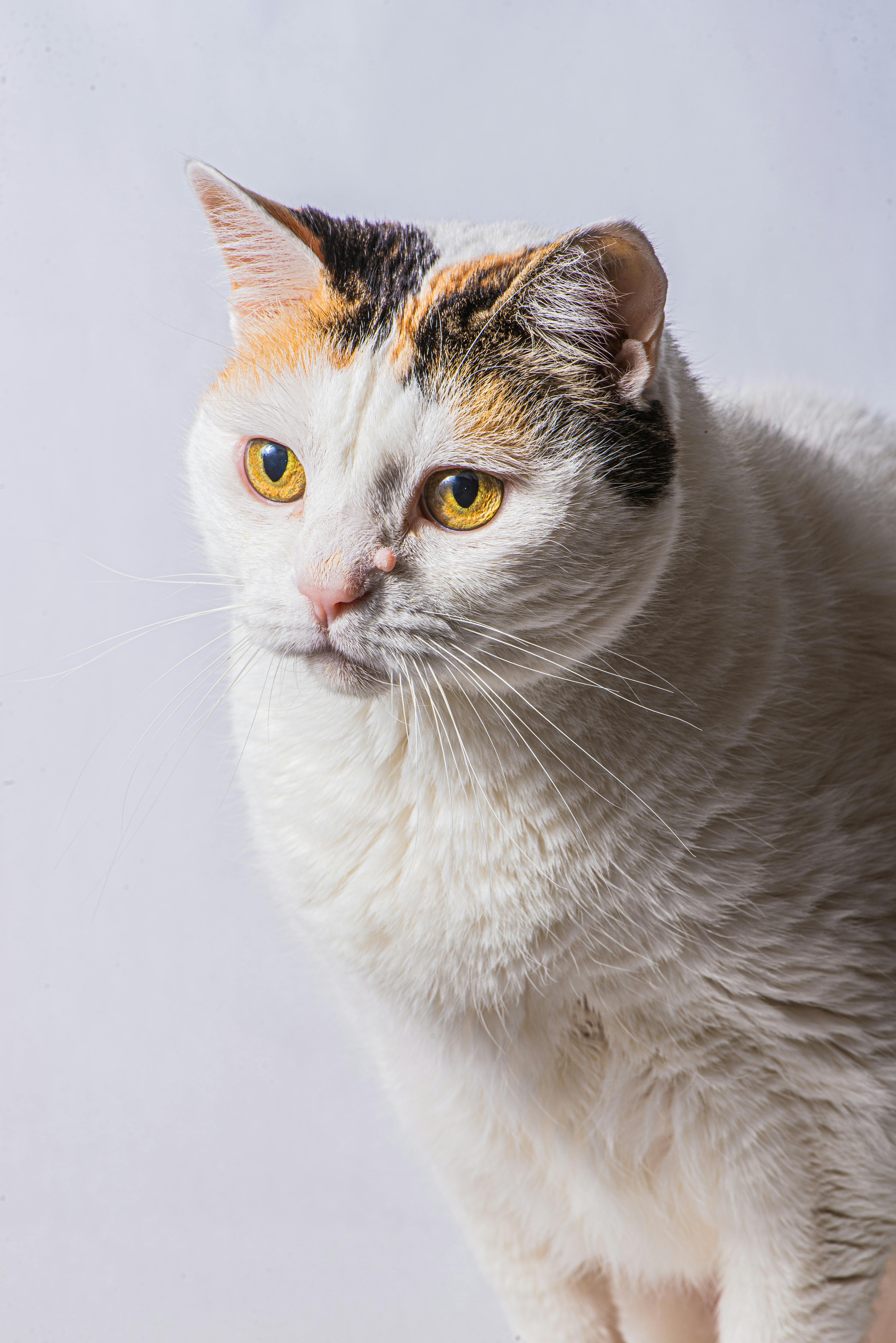 calico cat with yellow eyes