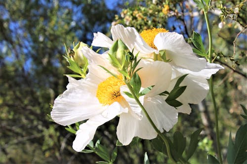 คลังภาพถ่ายฟรี ของ matilija poppy, ดอกไม้สีขาว