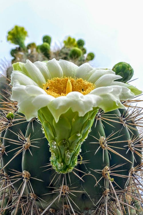 คลังภาพถ่ายฟรี ของ saguaro, ดอกซะกะโร