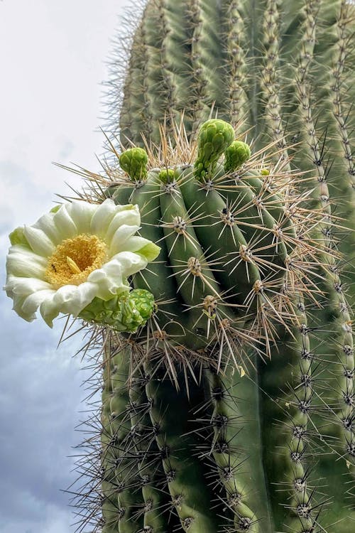 คลังภาพถ่ายฟรี ของ saguaro, ดอกซะกะโร, ดอกแคคตัส