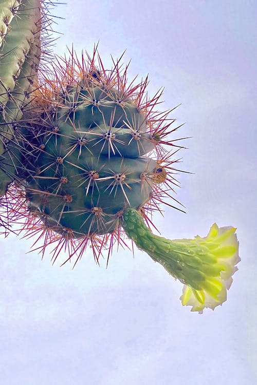 คลังภาพถ่ายฟรี ของ saguaro, ดอกซะกะโร, ดอกแคคตัส