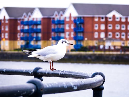 White Bird Perched on Black Hose