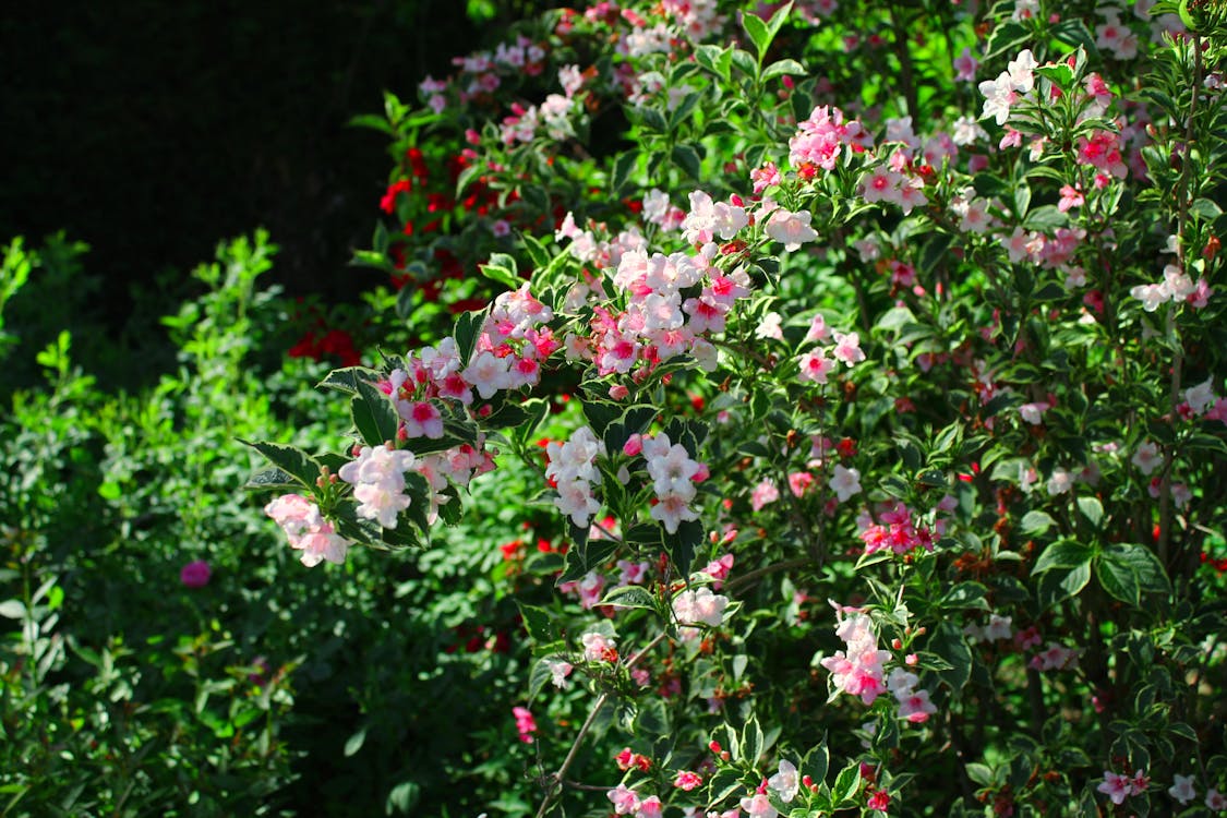 Lush  pink flowers on bush in garden