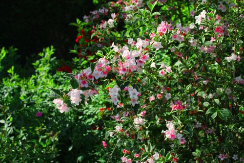 Free Small delicate pink flowers on tree surrounded by greenery in park in sunlight Stock Photo