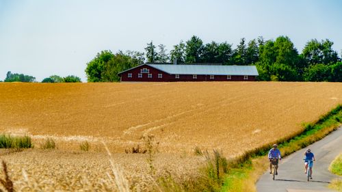 Free Two cyclists biking along a farm road next to a golden wheat field and a red barn on a sunny day. Stock Photo