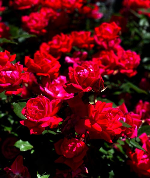 Free stock photo of beautiful flowers, bed of flowers, red roses