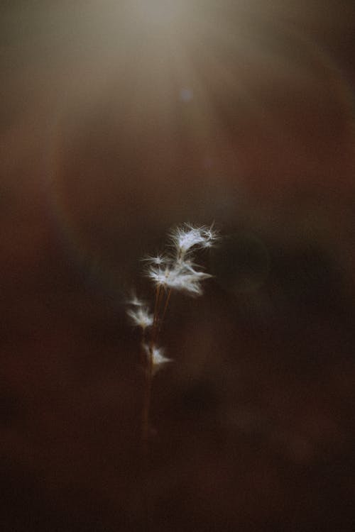 Gratis lagerfoto af aften, blød, blomst