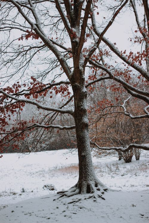 Free Frozen tree with random dry leaves on snowy lawn in forest during cold winter day Stock Photo