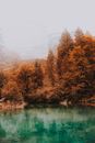 Peaceful scenery of autumn forest trees with yellow leaves growing nearby tranquil blue lake on cold day