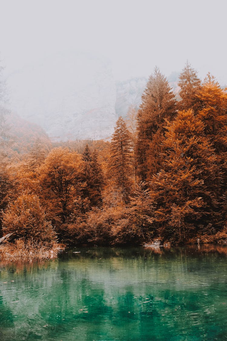 Autumn Forest Near Calm Clear Pond