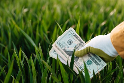 Fotos de stock gratuitas de agricultura, al aire libre, americano