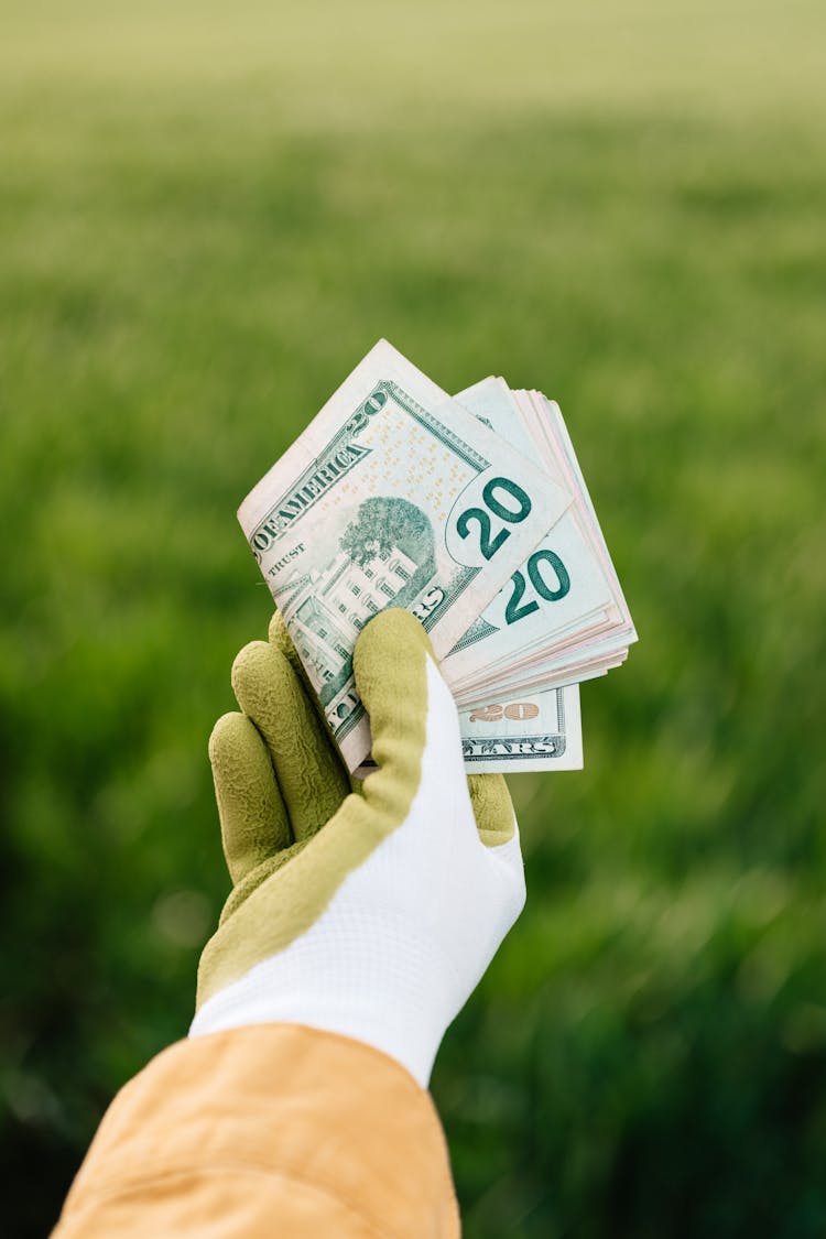 Crop Unrecognizable Grower Showing Heap Of Dollars In Cash Above Field