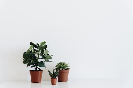 Three potted indoor plants on a white surface with minimal decor.