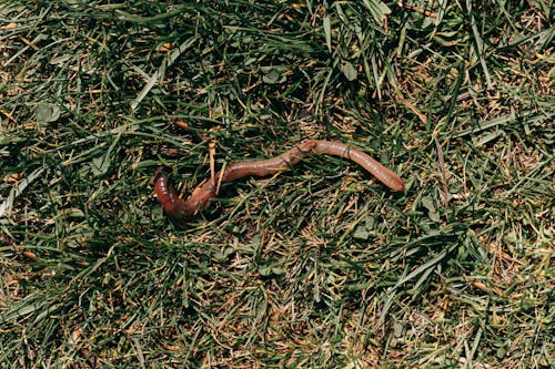 Red earthworm crawling on grassy soil