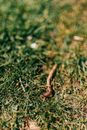 From above lawn covered with green grass with crawling red earthworm during summer day in nature