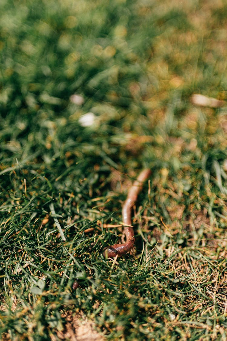 Earthworm Crawling On Green Grass